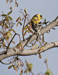 Goldfinch 9205